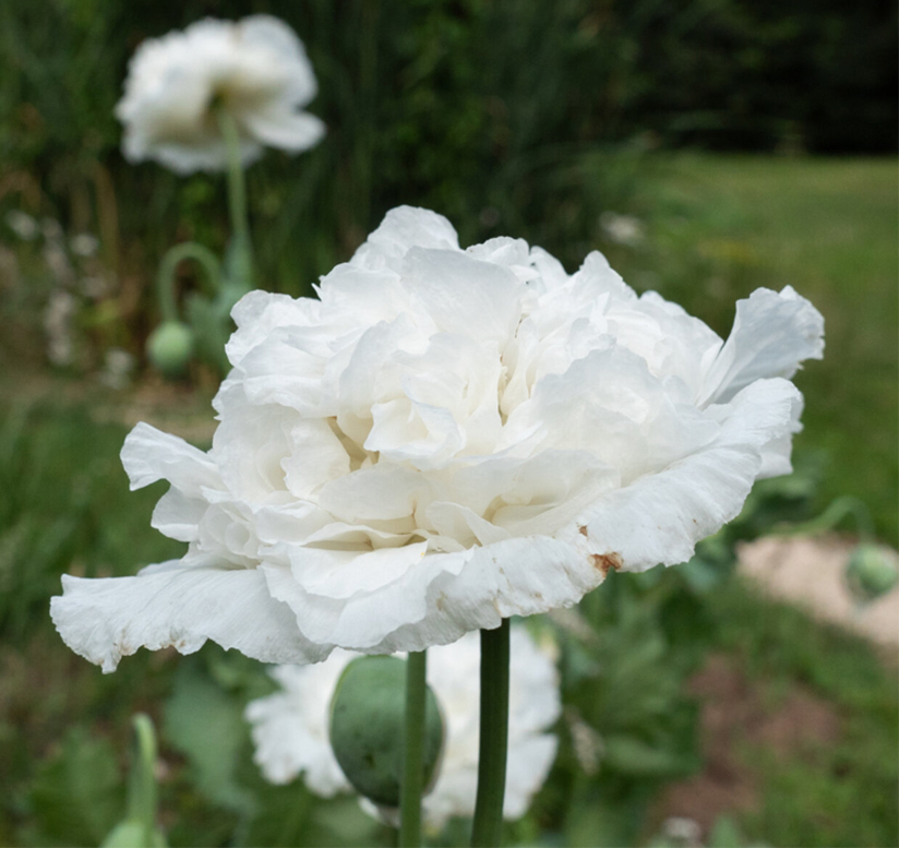 Mawseed "Snowball Peony", Opium Poppy, Мак снотворный махровый белый, Valge täidisõiene unimagun